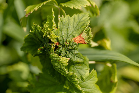 curled currant leaves close upの写真素材