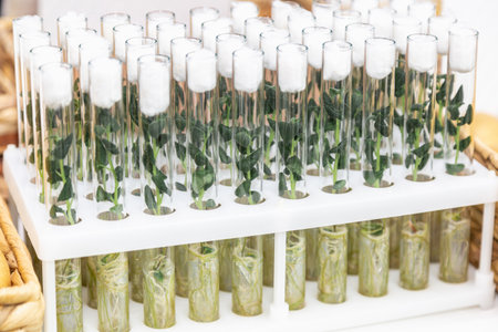 in vitro collection of transgenic potato plant and original varieties. tissue culture laboratoryの写真素材