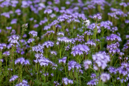 The field is blooming phacelia - a special honey plant for beesの写真素材
