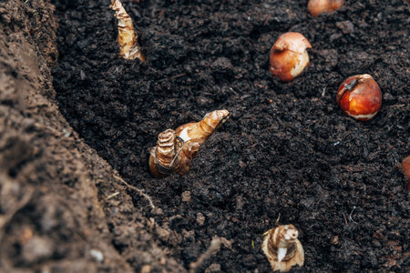 Preparation for spring planting of tulip bulbs in a flower garden. Planting tulip bulbs in the ground in the fall in your garden.の写真素材
