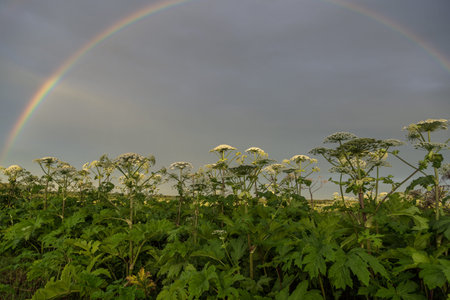 Sosnowskys hogweed Heracleum sosnowskyi is a dangerous invasive plant. Rainbow on the hogweed field