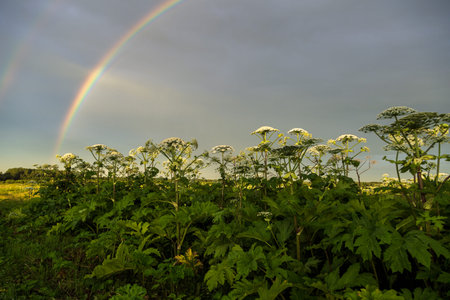Sosnowskys hogweed Heracleum sosnowskyi is a dangerous invasive plant. Rainbow on the hogweed field