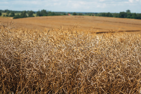 Kaliningrad, RUSSIA - July 27, 2022: combine harvester cutting through tall rapeseed field