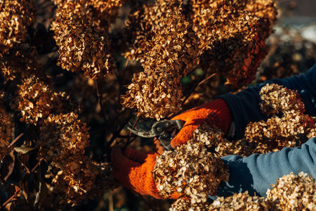 A gardener wearing gloves trims wilted hydrangea flowers before winterの写真素材