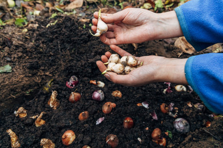 hands holding muscari bulbs before planting in the ground