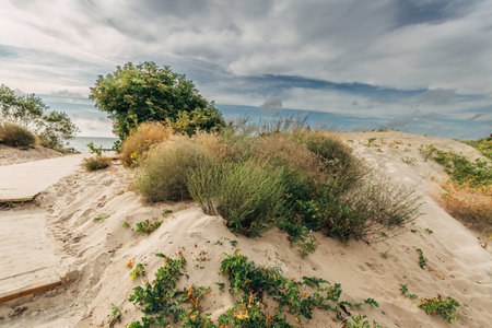 Zelenogradsk, Curonian Spit National Park. Sand dunes on the shore of the Baltic Sea