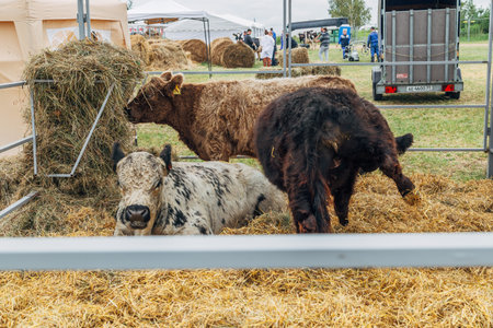 Galloway cattleの写真素材