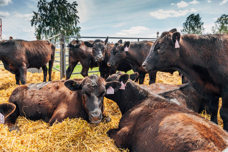 Black Angus calves in the open airの写真素材
