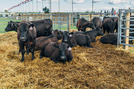 Black Angus calves in the open airの写真素材