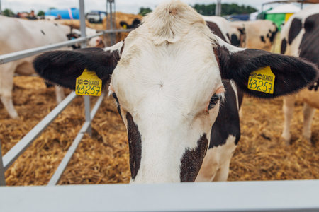 Close-up portrait of a young Holstein cowの写真素材