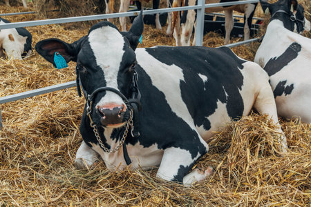 Close-up portrait of a young Holstein cowの写真素材