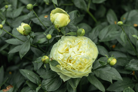 Paeonia, peony Lemon Chiffon blooms in the garden in summer