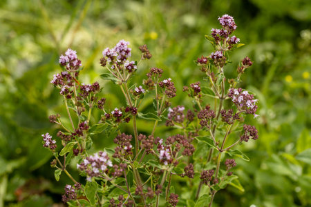 Care of the garden in summer, after the flowering of the evergreen rhododendronの写真素材
