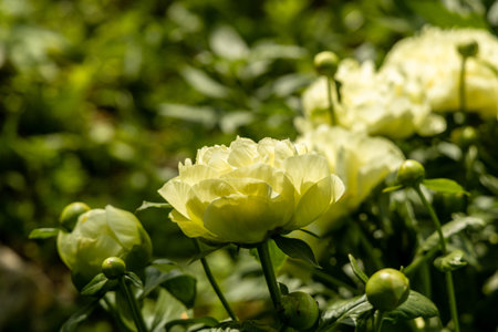 Paeonia, peony Lemon Chiffon blooms in the garden in summer