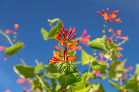 Lonicera sempervirens flowers, common names coral honeysuckle, trumpet honeysuckle, or scarlet...