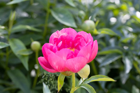 Paeonia Coral Fay plant growing in the garden.の写真素材