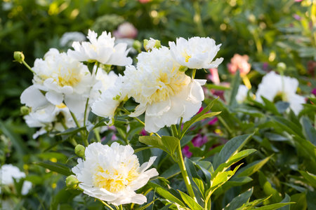 Blooming bush of white and yellow peonies in the gardenの写真素材