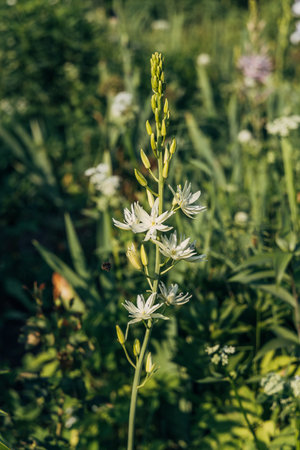 Camassia leichtlinii Caerulea flower in a garden
