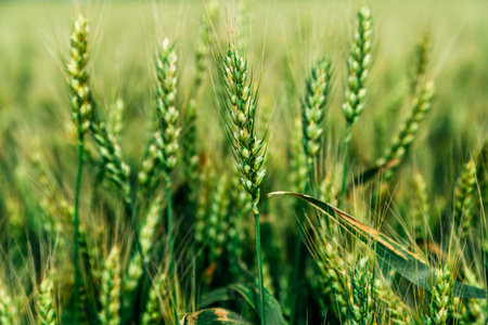 Close up of ripe wheat ears against beautiful sky with clouds.の写真素材