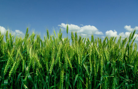 Close up of ripe wheat ears against beautiful sky with clouds.の写真素材