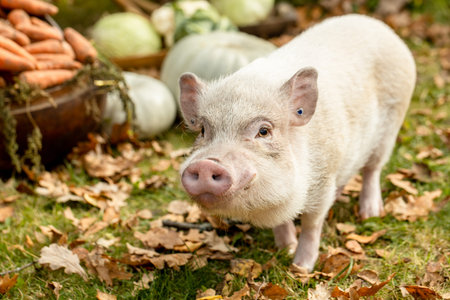 a white mini pig sits in a wicker basket. Autumn photoの写真素材