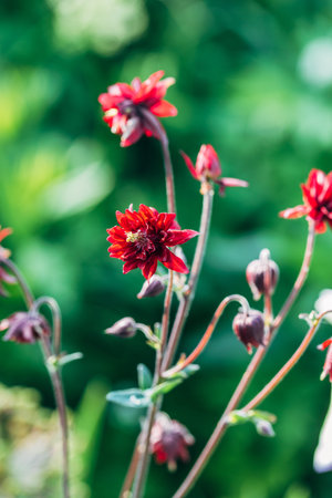 Aquilegia Bordeau Barlow is a columbine with double purple flowersの写真素材