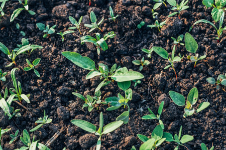 A top view shot of a flowering plant growing in the gardenの写真素材