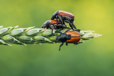 Beetle sits on a ripe ear of wheatの写真素材