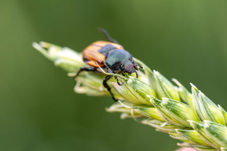 Beetle pest of grain crops, Kuzka, sits on a ripe ear of wheatの写真素材