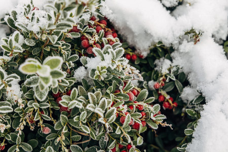 garden lingonberry coral with berries under the snow