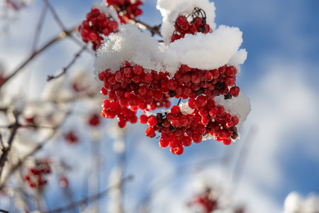 Red viburnum berries under the snow. The first snow in winter in the garden.の写真素材
