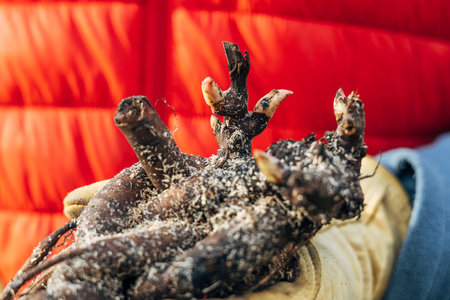 Hands hold a large herbaceous peony root with buds before planting.
