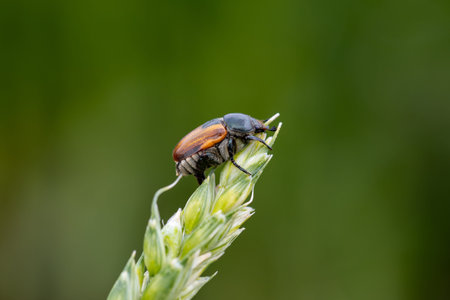 Beetle pest of grain crops, Kuzka, sits on a ripe ear of wheat