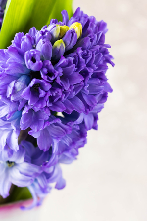 Bouquet of blue hyacinths on a light backgroundの写真素材