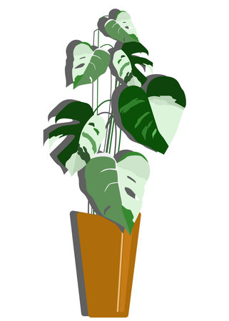 lovely monstera variegata leaves in a pot. illustration backgroundのイラスト素材