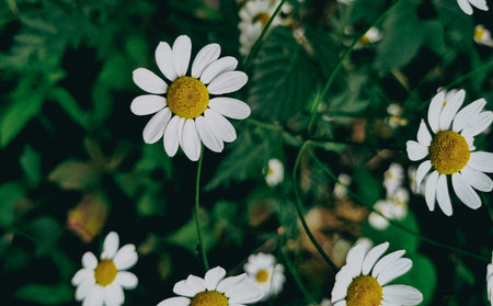 White Chamomile pharmacy otherwise Matricaria chamomilla, chamomile stripped, Camila, blink, blush,...