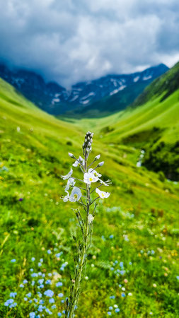 White flowers on the background of rocks and mountains. epic sky with cloudsの写真素材