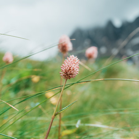 flowers on the background of rocks and mountains. epic sky with clouds Background of rocks and mountains. epic sky with clouds, black and white photo high qualityの写真素材