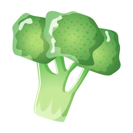 Green fresh broccoli vegetable isolated on white background. Healthy organic food concept . Calabrese broccoli icon. Vector illustration of vegetables in flat styleのイラスト素材