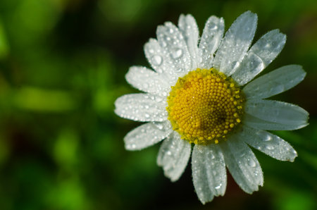 Macro Chamomile or camomile flower with drops of water dew on the white petals. Sunlight falls on the leaves. Garden daisies close up. Flowering of daisies. Moon daisyの写真素材