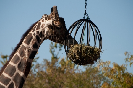 Giraffe at Denver Zooの写真素材