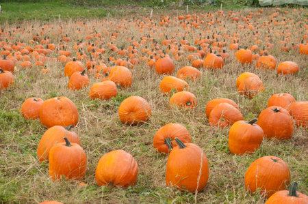 field of pumpkins