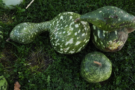 pumpkins looking like affectionate ducksの写真素材