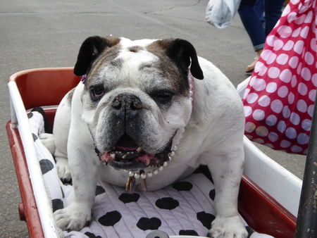 bulldog out for a ride in a wagonの写真素材