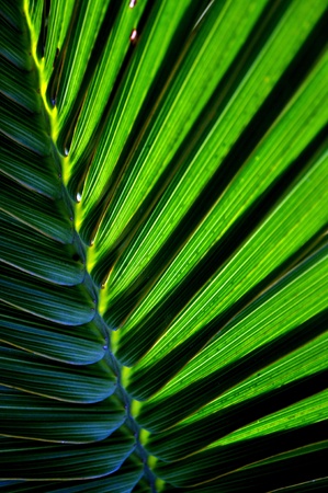 Other side of palm leafの写真素材