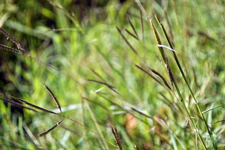 Wind and Grassの写真素材