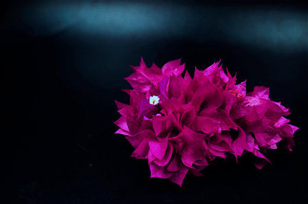 purple layered bougainvillea, originally from South America, front yard hedge plant, in dark backgroundの写真素材
