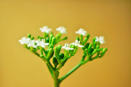 papaya flower which is very similar in shape to chaya spinach, white and blooming, with green oval shaped florets, and green stemsの写真素材