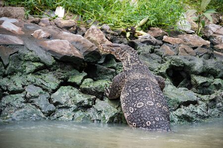 A big water monitor leaving the canal waters of Bangkokの写真素材