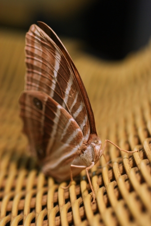 Headless butterfly standing on rattan chairの写真素材